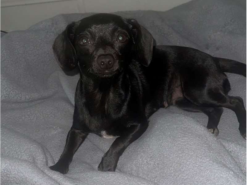 Pet Photo