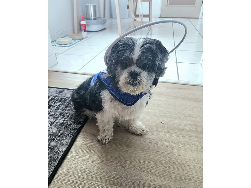 Pet Photo