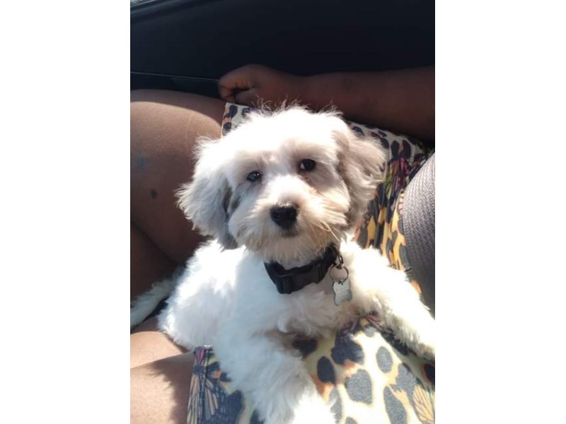 Pet Photo