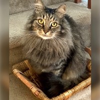 Lost Pet Image