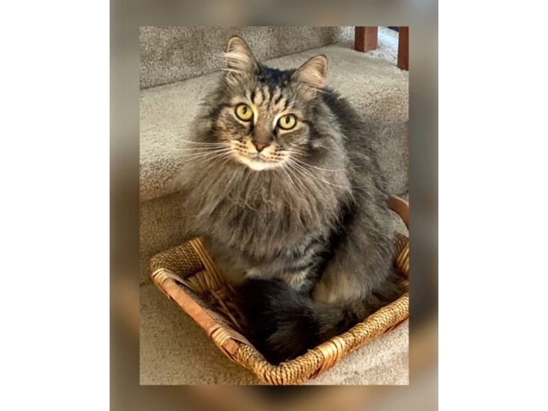 Pet Photo