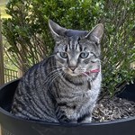Max, Tabby, lost pet near Braselton, GA