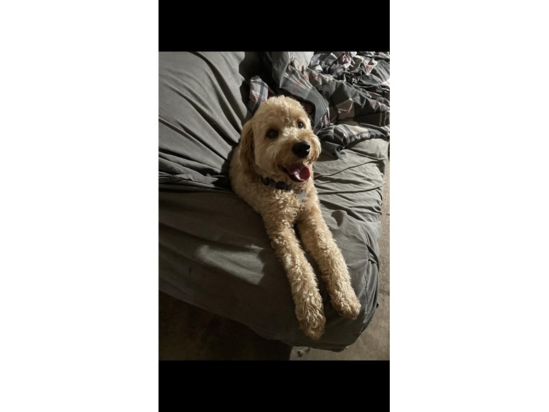 Pet Photo