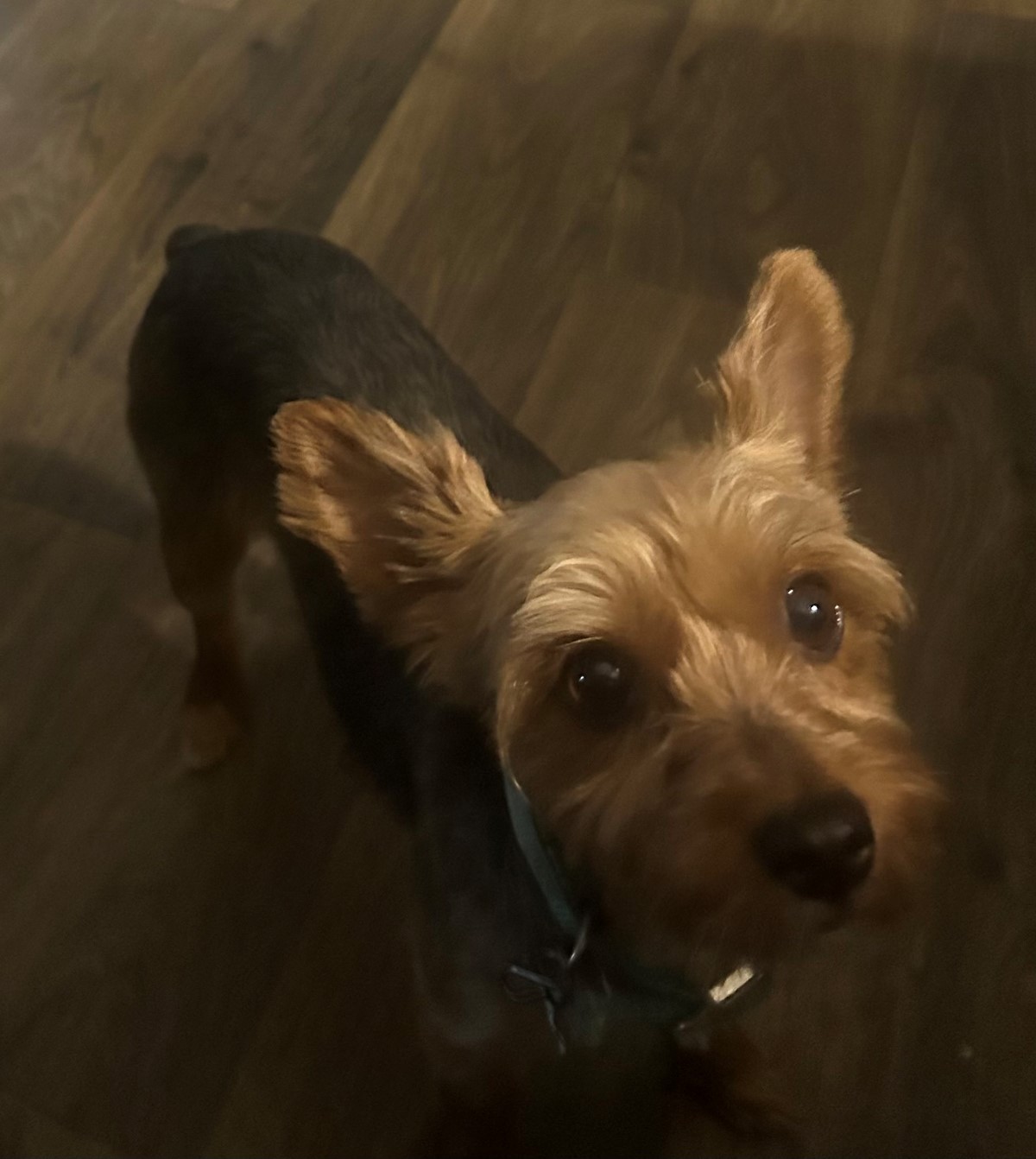 Bella Jazz Hayden is missing in Spring, Texas 77373 Petkey