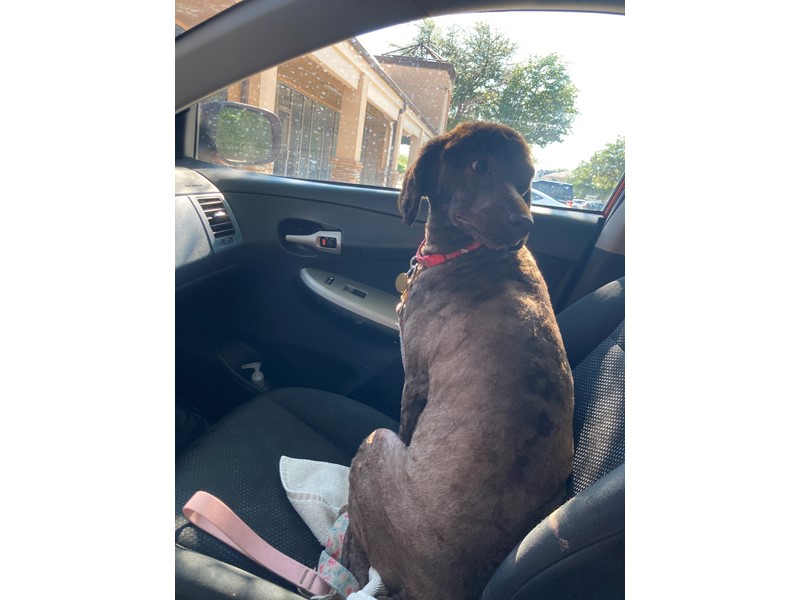 Pet Photo