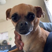 Lost Pet Image