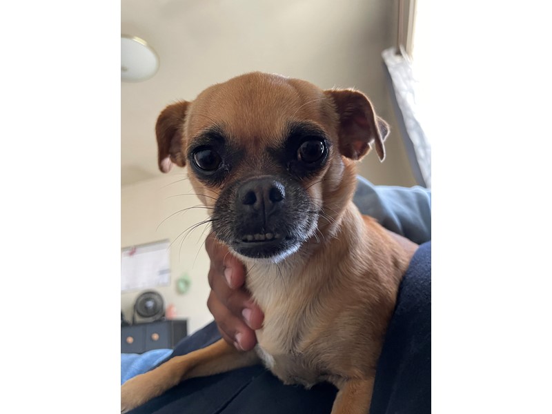 Pet Photo