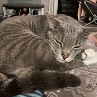 Lost Pet Image