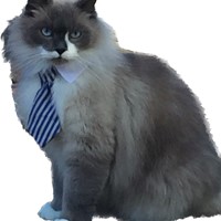 Lost Pet Image