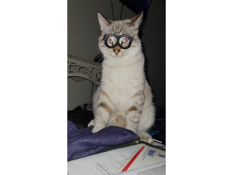 Pet Photo