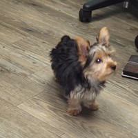 Lost Pet Image