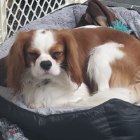 Lost Pet Image