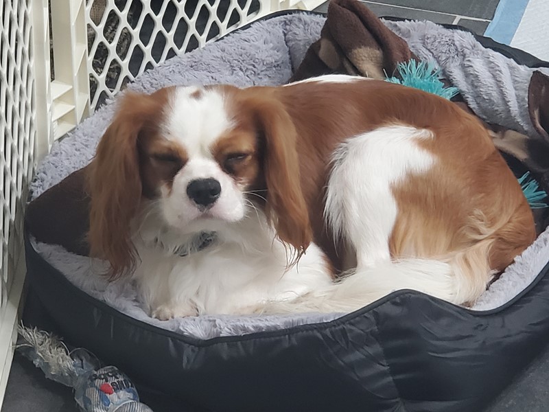 Pet Photo