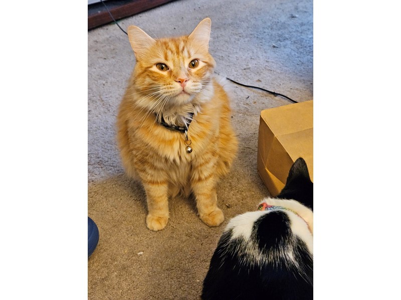 Pet Photo