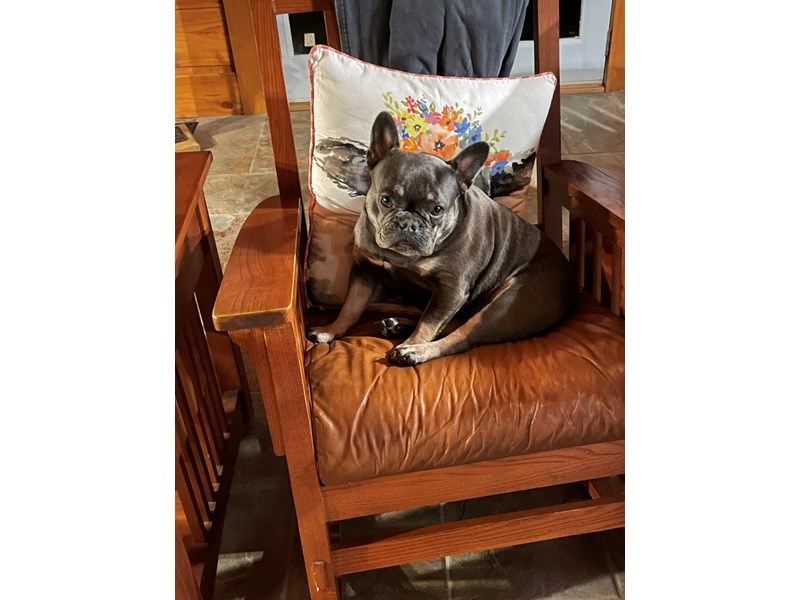 Pet Photo