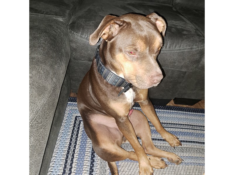 Pet Photo