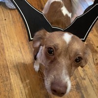 Lost Pet Image