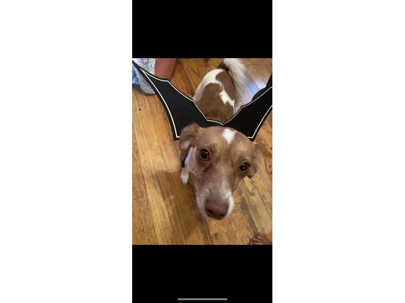 Pet Photo