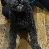 Lost Pet Image