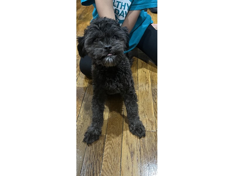 Pet Photo