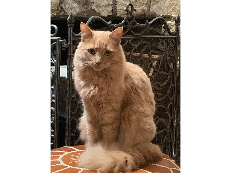 Pet Photo