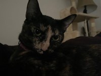 Pet Photo