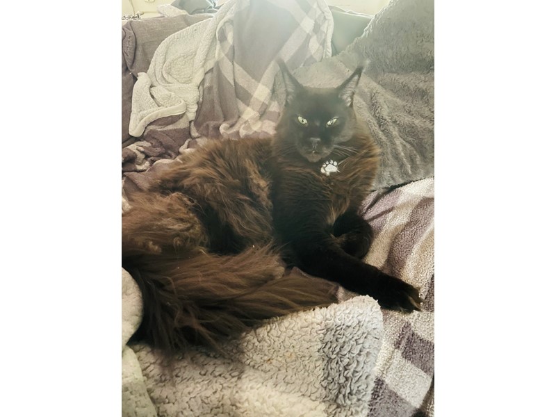 Pet Photo
