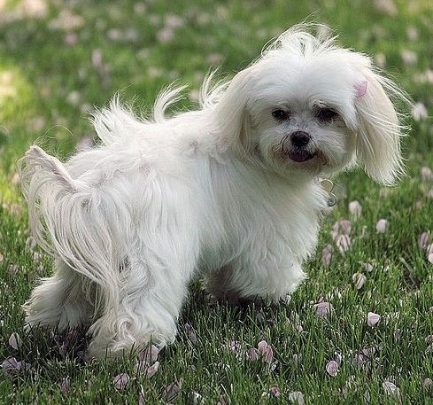 Pet Photo
