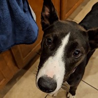 Lost Pet Image