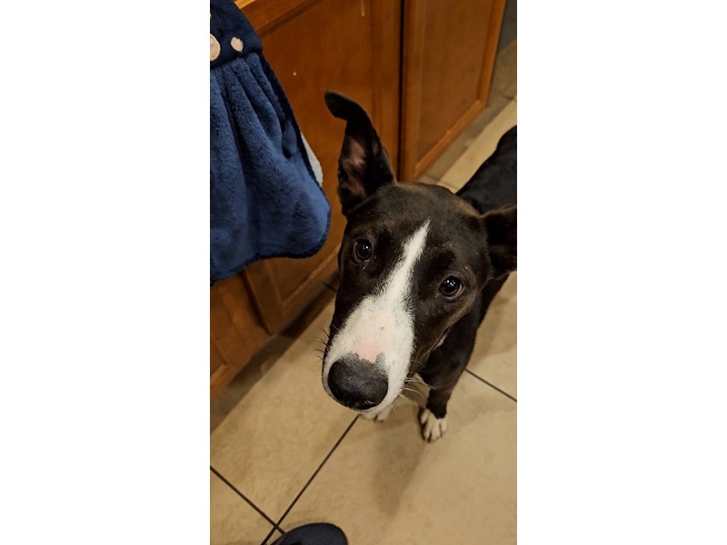 Pet Photo