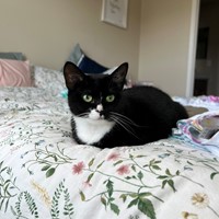 Lost Pet Image