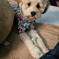Lost Pet Image