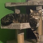 MISSING CAT NEAR CSU FULLERTON  PLEASE HELP ME BRING HER HOME : r/Fullerton