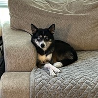 Lost Pet Image
