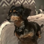 Nugget, Chiweenie, lost pet near Kettering, OH