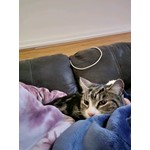 Poquita