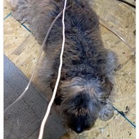 Lost Pet Image