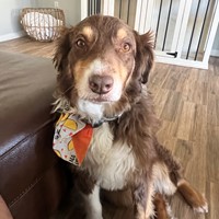 Lost Pet Image