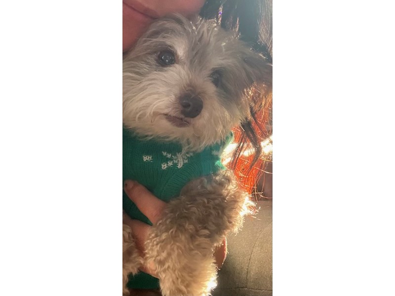 Pet Photo