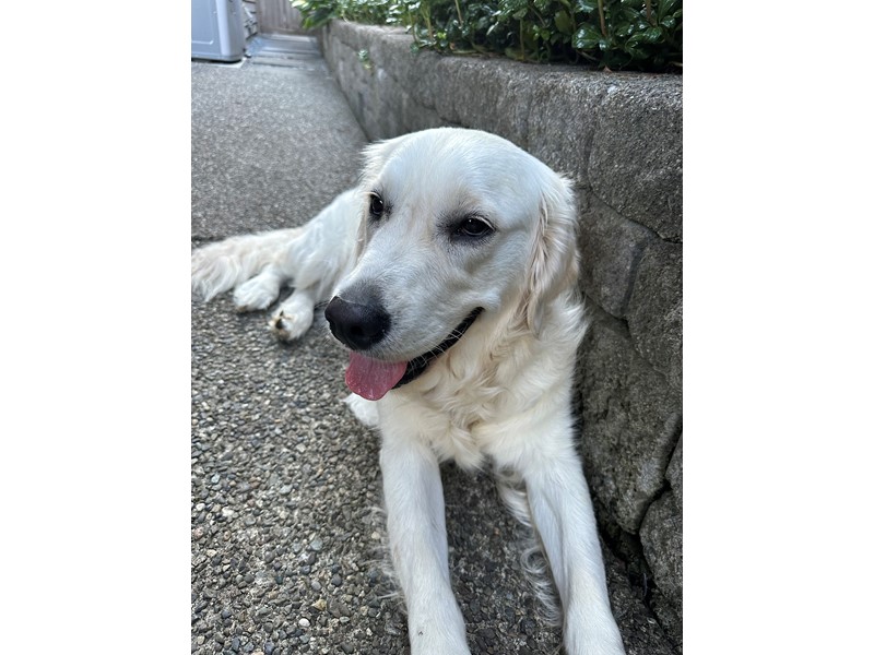 Pet Photo