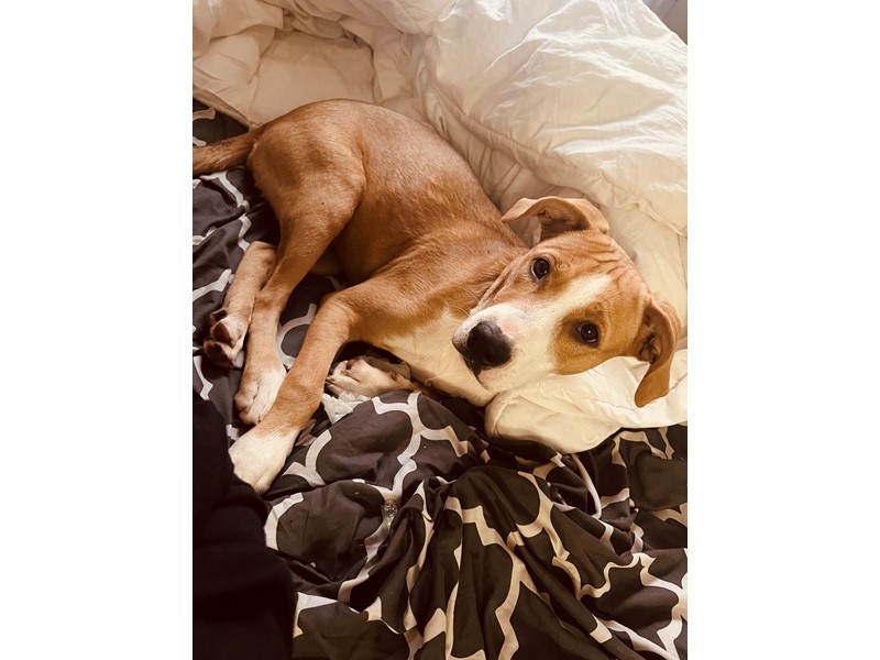 Pet Photo