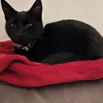 Battie, Domestic Shorthair, lost pet near Rockport, ME