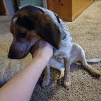 Lost Pet Image