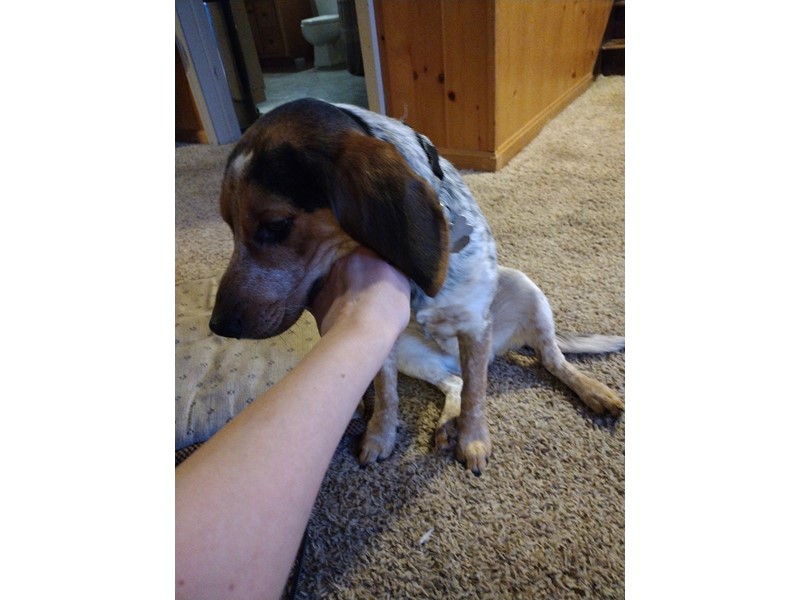 Pet Photo