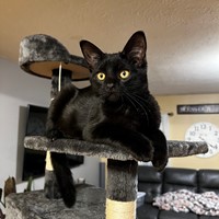 Lost Pet Image