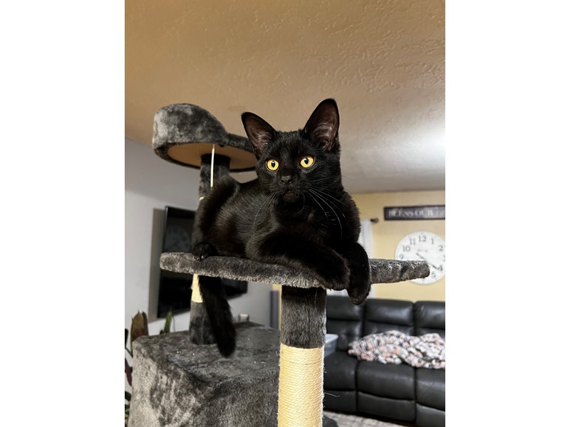 Pet Photo