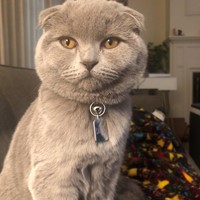 Lost Pet Image