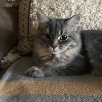 Lost Pet Image