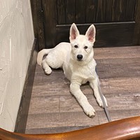 Lost Pet Image