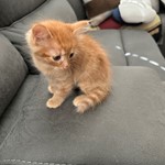 Harry Potter Burke, lost pet near Helotes, TX